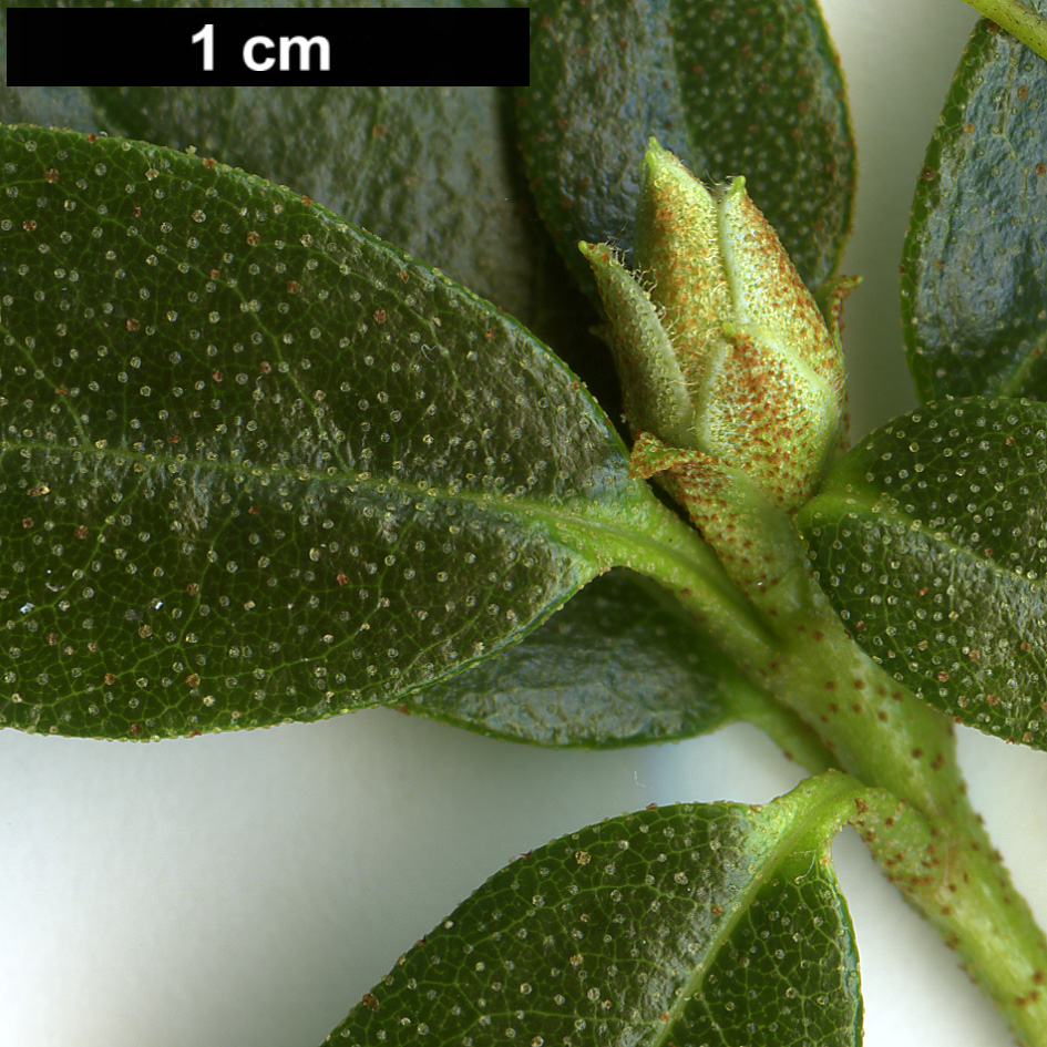 High resolution image: Family: Ericaceae - Genus: Rhododendron - Taxon: glaucophyllum